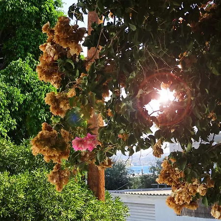 Kamakaris Адамас